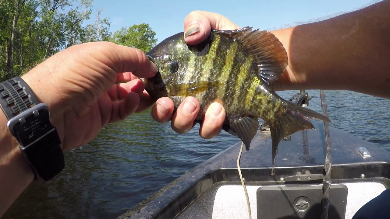 fishing with catalpa worms and the beetle spin.