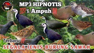 Suara Hipnotis Segala Jenis Burung Sawah ‼️ Terbaru ‼️ dijamin Panen Raya