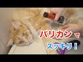 長毛猫のブラッシングとバリカンはこんな感じ♪【大きい猫 メインクーン】