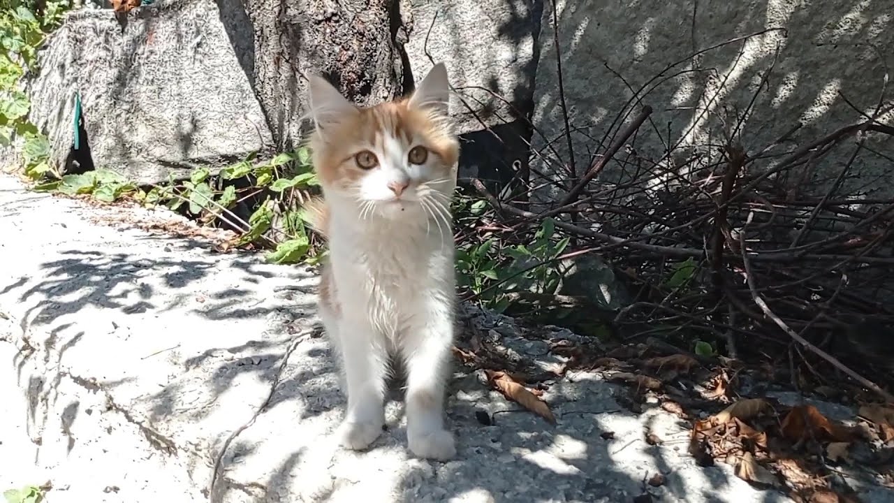 Sunny morning cat feeding YouTube