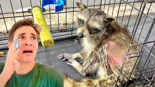 RESCUED ! SICK & INJURED RACCOON FOUND ATTACKED ! WILL HE MAKE IT ?!