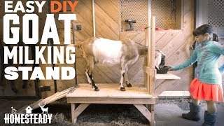 How To Build a Goat Milking Stand EASY DIY!