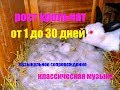 Как растут крольчата (классическая музыка)
