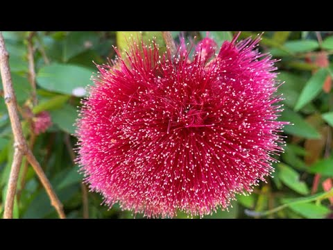 Video: Syzygium Maleis