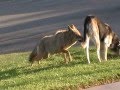 Coyote vs Dog