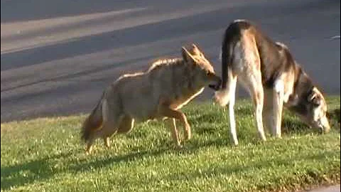 Coyote vs Dog