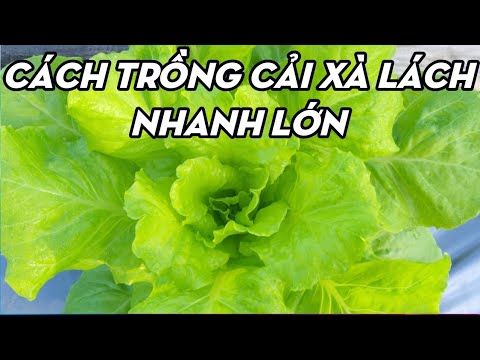 Video: Cây Salal là gì - Tìm hiểu về Chăm sóc cây Salal