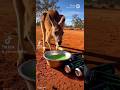 Kangaroo Tries Monster Energy Drink 🦘🥤🤯🤣 #monsterenergy #redbull #kangaroo #hilarious #viralshorts
