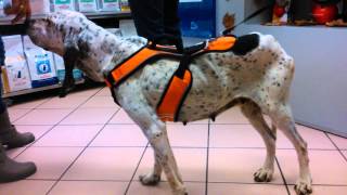 Niebla perrita encontrada en estado de inanición en Cantabria. En adopción