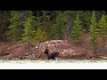 Injured Moose in Defense Mode Stays in the River for over 5 Hours