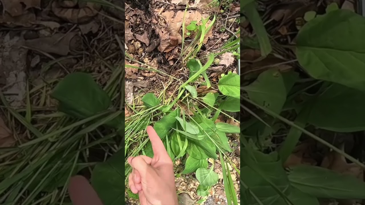 Три опасных момента с ядовитыми змеями! 