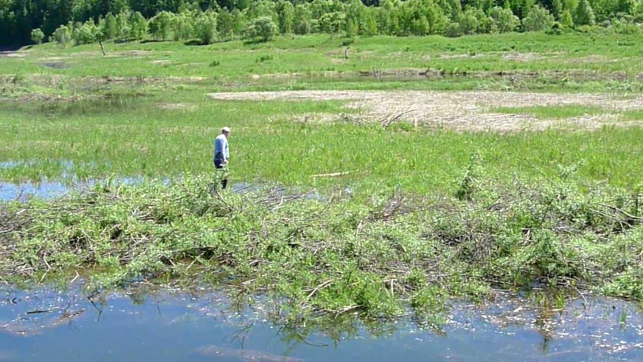 Незатейливая добыча сазана на рисовых чеках - YouTube