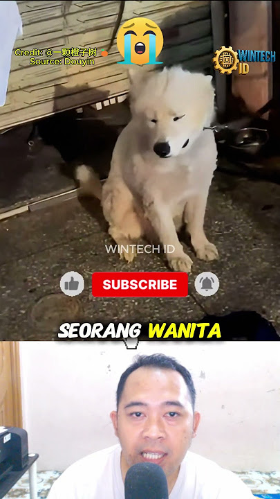 😭Viral! This White Dog Sobbed on the Side of the Road!