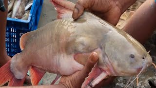 পদ্মার বিশাল রিঠা মাছ হঠাৎ কোথা থেকে আসলো ঘাটে🤔padma ilisa fish | Fishmarkets | DN Eyes | BD fish