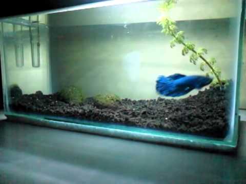 Ikan Cupang Di Dalam Akuarium Mini YouTube