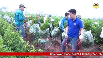 Văn Giang gửi tặng quất cảnh ra đảo Trường Sa