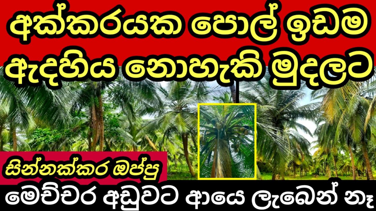 හිතාගන්න බැරි තරම් අඩුවට පොල් ඉඩමක් Pol idam Coconut land House for sale Land for sale