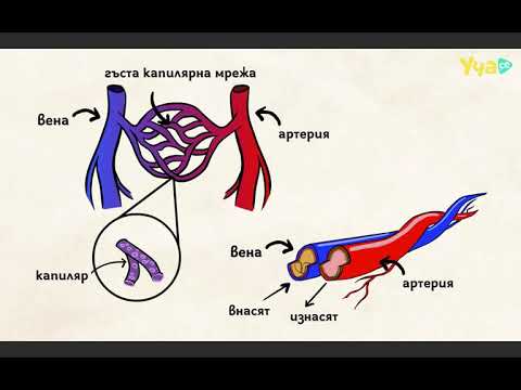 Сърце  - Сърдечносъдова система - Кръвоносни съдове  - На кратко *