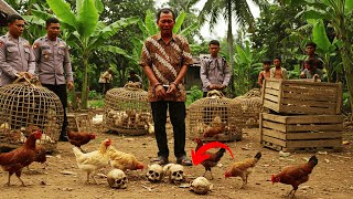 Download Lagu PURBALINGGA GEGER!! PETERNAK AYAM INI GUNAKAN PAKAN TAMBAHAN INI AGAR AYAMNYA GEMUK MP3 Download Lagu PURBALINGGA GEGER!! PETERNAK AYAM INI GUNAKAN PAKAN TAMBAHAN INI AGAR AYAMNYA GEMUK MP3