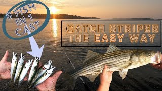 Easiest Way To Catch Striped Bass 1 #maine #stripedbass #fishing