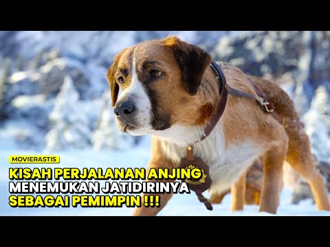 Video: Anjing Membawa Gambar Luar Biasa