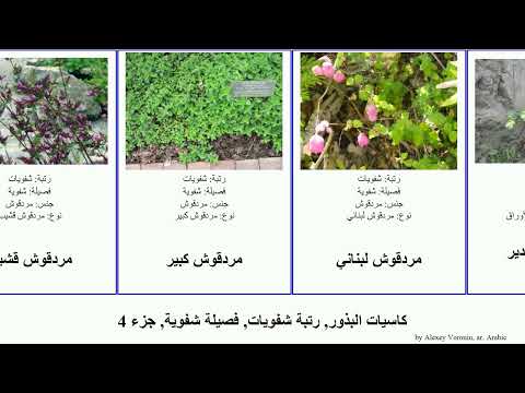 كاسيات البذور رتبة شفويات فصيلة شفوية جزء 4 نعناع لاميون مردقوش هديومة الأوراق ندغ 