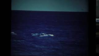 The Beach Boys- Surfer Girl (slowed down)