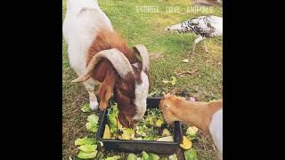 Mr Boris #Boergoat #eatingsounds #cutefarmanimals #naturelovers #amazinganimals #relaxingtime