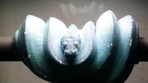 "Aru" Green Tree Python Post Egglaying, Nesting Behaviour