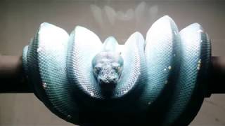 Aru Green Tree Python Post Egglaying, Nesting Behaviour