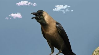 Crow sounds video compilation ~ crow loudly crowing