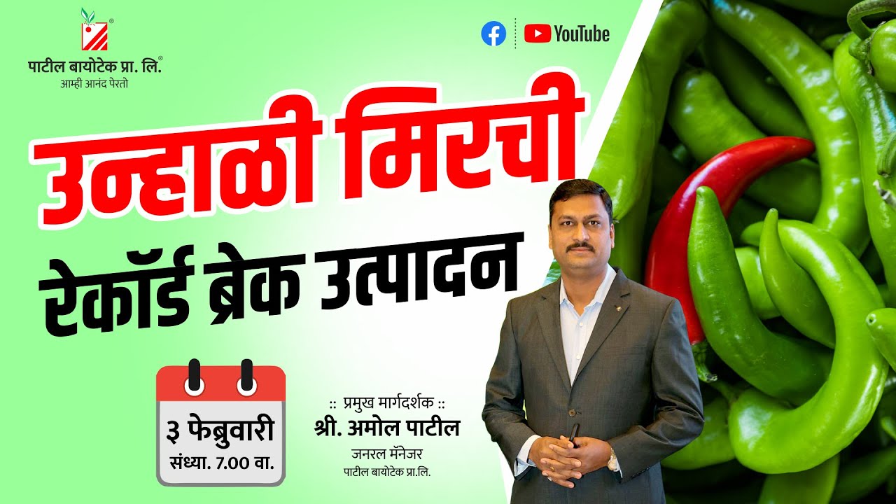 उन्हाळी मिरची रेकॉर्डब्रेक उत्पादन #patilbiotechtissueculture #patilbiotech