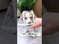 雨の日、犬が散歩に行けず家でストレスで吠えたり粗相したりする?このレインコートを着せればすぐにお出かけできる! #犬のレインコート #雨の日散歩 #春の新生活 #新生活応援 #防水1