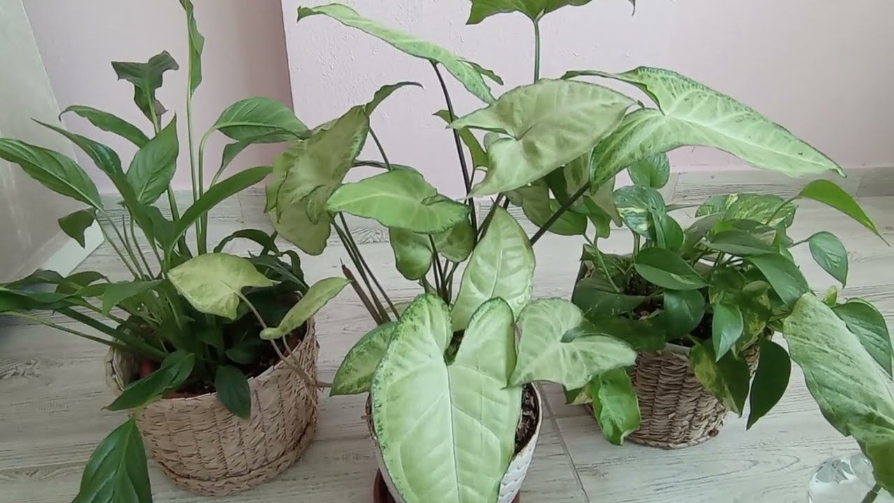 Melek Kanadı Çiçeği yapraktan Çogaltm 🐞🐞🐞#keşfet #keşfeteyim #yapraktanüretim