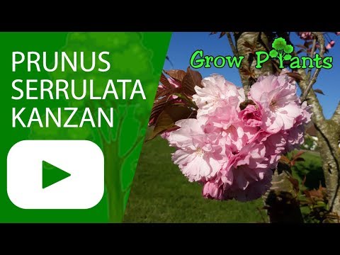 Prunus serrulata Kanzan (Kwanzan) - growing & care