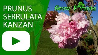 Prunus Serrulata Kanzan Kwanzan - Growing & Care
