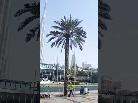 2025 Gameskhelkarpaisekai Downtowndubai Dubai Mainabpnewsdekhtahoon Burjkhalifa 2025 Music