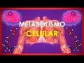 El Metabolismo Celular en 5 Minutos!