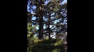 Download lagu Hiroshima Daydreamer