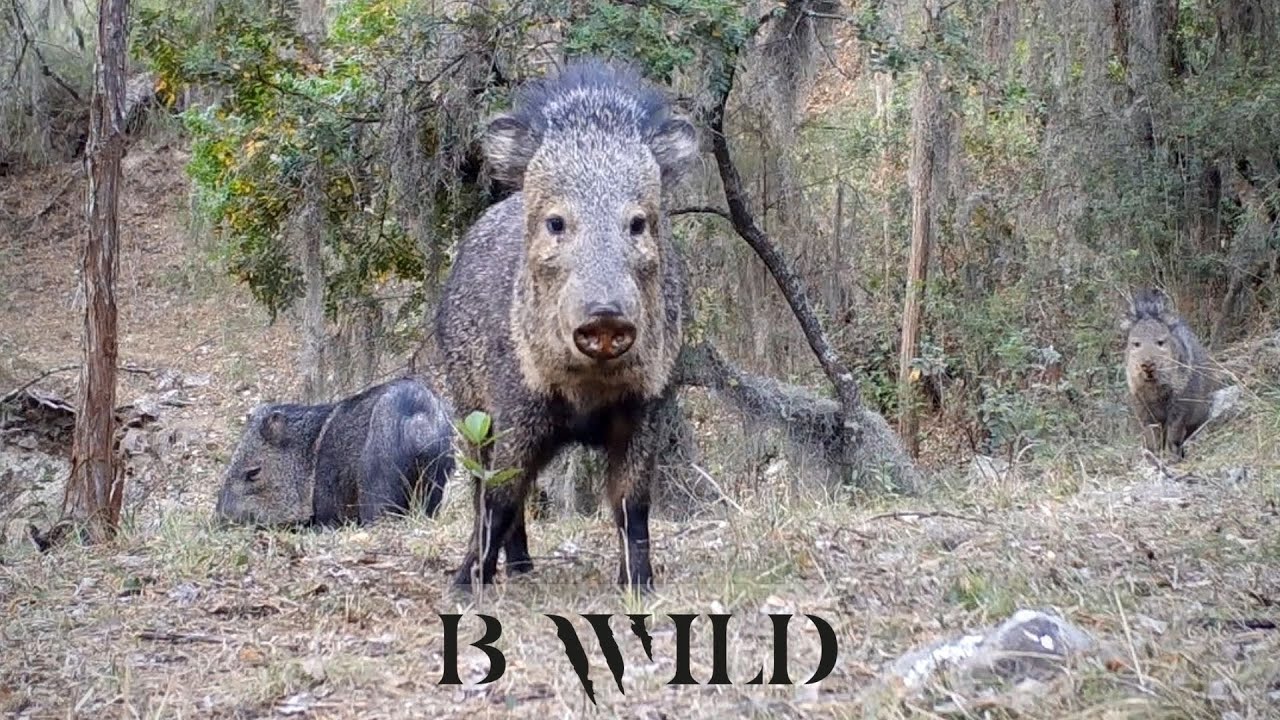 javelina, collar pecari, trail camera, browning trail cameras, browning, sa...