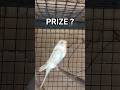 DAY 139 - BUDGIES BIRD PRIZE #budgielovers #budgiecare #budgiefood #prize #ytshorts#explore#birdcare