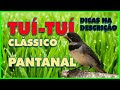 tuitui clássico pantanal puro de coleiro coleirinha papacapim coleira para encarte - melhor tuitui