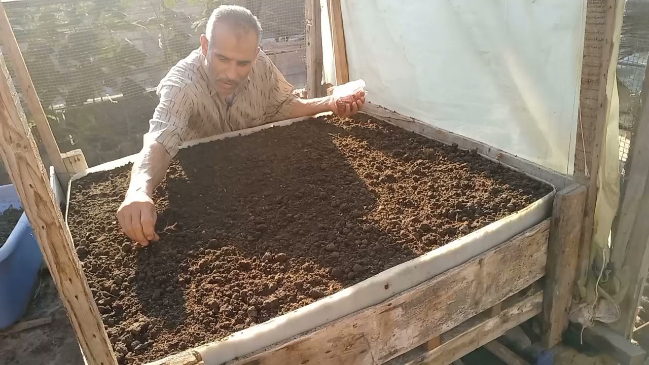 تقنية زراعة البزلاء أو البسله