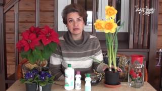 картинка: Как сохранить нарциссы после выгонки