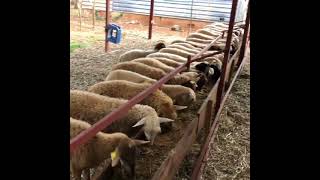Alimentación De Ovejas Estabuladas|PasionPecuariaRD