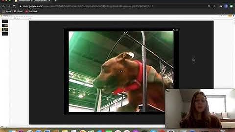 Presentation 2 Dogs That Cannot Touch Each Other