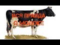 Какое качество молока черно пестрой коровы, мифы и домыслы