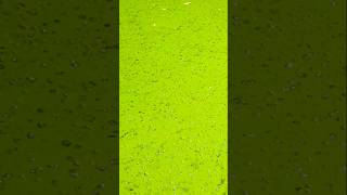 Algal Bloom Algae Overgrowth In Action