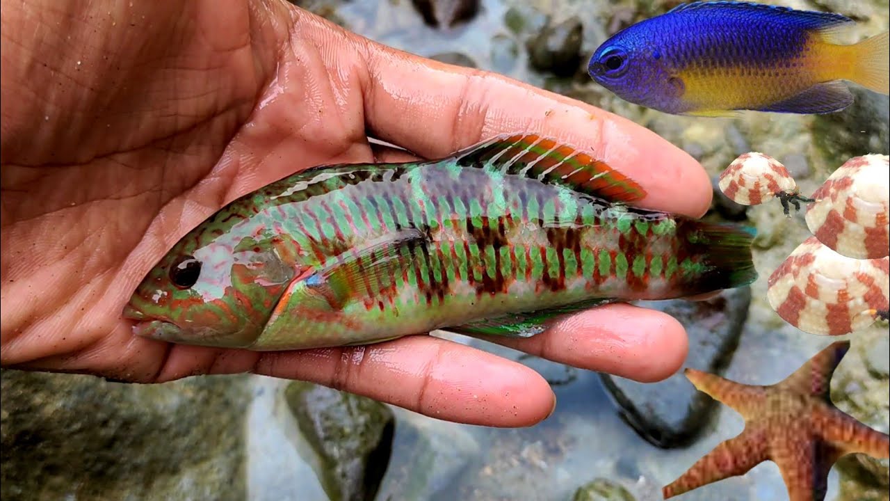 DI PANTAI NEMU IKAN PELANGI BINTANG LAUT SIPUT TERIPANG LANGSUNG MASUKIN KOLAM DIRUMAH