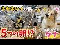 【キセキレイの巣に5つの卵】鳥に夢中になったのは、まさかの愛犬！